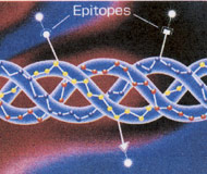 非変性Ⅱ型コラーゲン