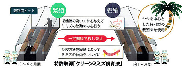 ミミズ酵素粉末(HLP)製造方法