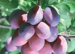 クレアージュ（プルーン分解物）