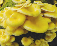 タモギタケエキス