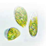 ミドリムシ（ユーグレナ）