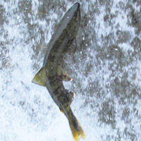 プロテオグリカン