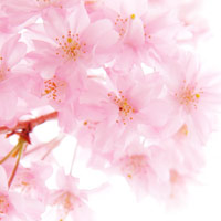 サクラの花エキス
