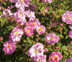 ブルガリア産ダマスクローズ