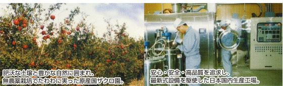 ペルシャザクロ、製造