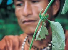 キャッツクロー