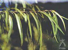 西洋シロヤナギ