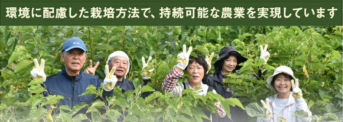 島桑（桑葉）