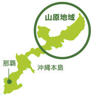 沖縄県、山原（やんばる）のシークワーサー