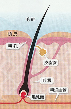 毛髪の構造