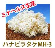 ハナビラタケMH-3