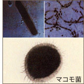 マコモ菌
