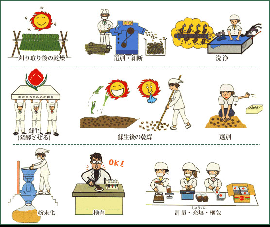 マコモ粉末ができるまで