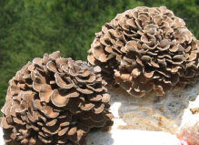 maitake_img01.jpg