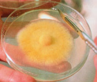 メシマコブ菌糸体「PL2」「PL5」