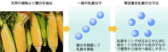 環状重合乳酸（CPL）
