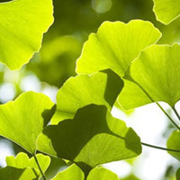 イチョウ葉エキス