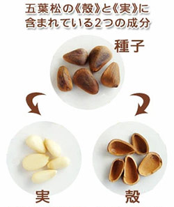 五葉松の種子