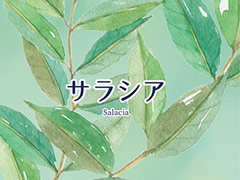 サラシア