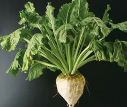 ビート（甜菜）