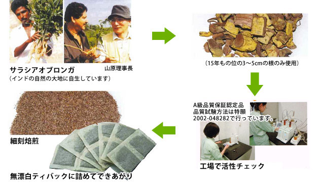 サラシア茶ができるまで