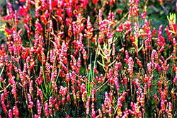 アッケシ草（珊瑚草）