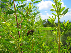 基源植物バッカリス
