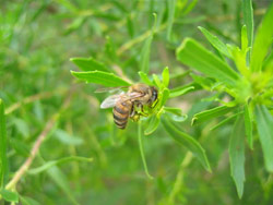 プロポリスをつくるミツバチ