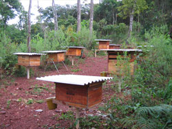 CPI方式と現地企業の取り組み