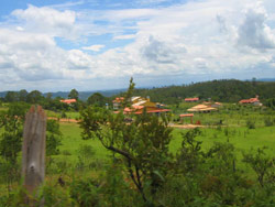 ブラジル プロポリス