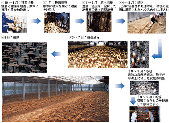 日産霊芝、製造工程