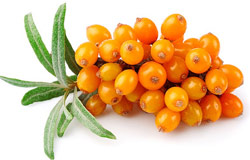 シーベリー（サジー）